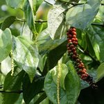 1kg Pepper Black Essential Oil Certified Organic