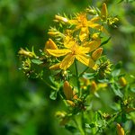 1kg St John's Wort Essential Oil Certified Organic