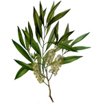 1 kg Tea Tree Australian Certified Organic Essential Oil - ACO 10282P