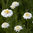 30 ml Chamomile Roman Certified Organic Oil - ACO 10282P