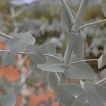 30mL Eucalyptus Blue Mallee Essential Oil Certified Organic