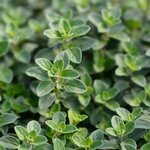 30mL Marjoram Essential Oil Certified Organic
