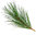 30 ml Pine Sylvestre Certified Organic Oil - ACO 10282P
