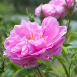 30mL Rose Otto Bulgarian Essential Oil Certified Organic