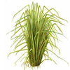 30mL Vetiver Essential Oil Certified Organic