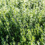 30mL Thyme Essential Oil Certified Organic