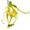 30mL Ylang Ylang Complete Essential Oil Certified Organic