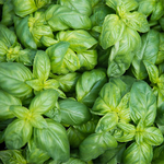 500g Basil Essential Oil Certified Organic