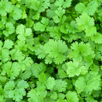 500g Coriander Essential Oil Certified Organic