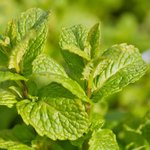 500g Peppermint (Cornmint) Essential Oil Certified Organic
