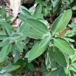 500g Sage Essential Oil Certified Organic