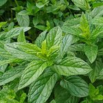 500g Spearmint Essential Oil Certified Organic