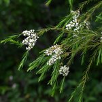 500 g Tea Tree Australian Certified Organic Essential Oil - ACO 10282P