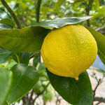 5 kg Bergamot Certified Organic Oil - ACO 10282P
