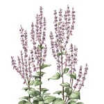 5 kg Clary Sage Certified Organic Essential Oil - ACO 10282P