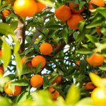 5kg Clementine Essential Oil Certified Organic
