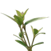 5kg Lemon Myrtle Essential Oil Certified Organic