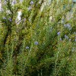 5kg Rosemary Verbenone Essential Oil Certified Organic