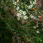 5L Tea Tree Lemon Scented Essential Oil Certified Organic