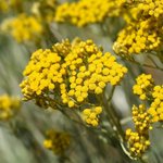 6 ml Helichrysum Certified Organic Oil - ACO 10282P                                                 