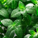 6mL Holy Basil Essential Oil Certified Organic