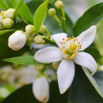 6mL Neroli Essential Oil Certified Organic
