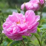 6mL Rose Otto Bulgarian Essential Oil Certified Organic