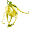 6mL Ylang Ylang 1st Essential Oil Certified Organic