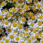 100mL Chamomile German Blue Certified Organic 3% in Jojoba Oil