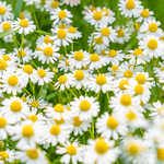 100mL Chamomile Roman Certified Organic 3% in Jojoba Oil