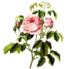 100mL Rose Otto Certified Organic 3% in Jojoba Oil