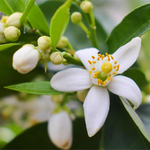17mL Neroli Certified Organic 3% in Jojoba Oil