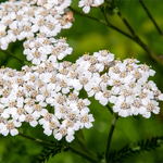 17 ml Yarrow Certified Organic 3% in Jojoba Oil - ACO 10282P                                        