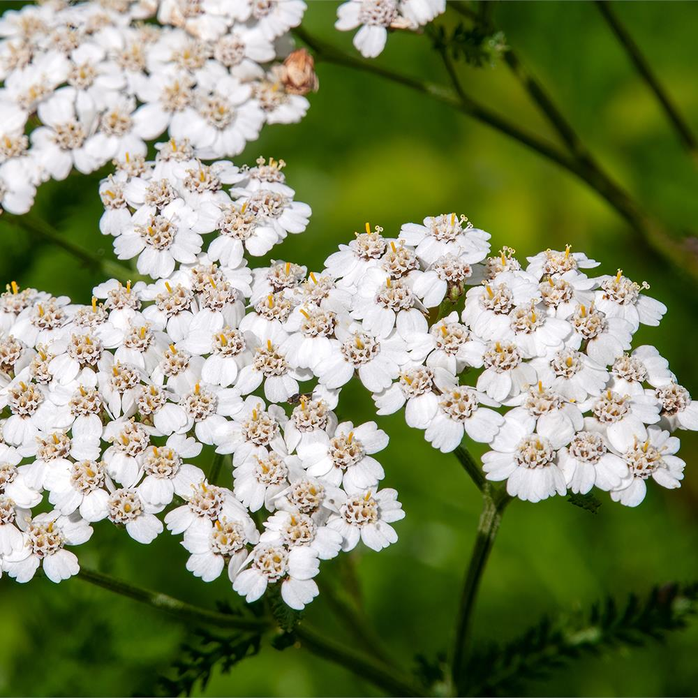 1L Yarrow Certified Organic 3% in Jojoba Oil - New Directions Australia