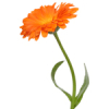 100mL Calendula Infused Oil - COSMOS CERTIFIED 94.06% Organic