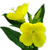 100mL Evening Primrose Infused Oil - COSMOS CERTIFIED 94.1% Organic