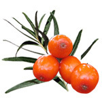 1 lt Seabuckthorn Infused Oil - COSMOS CERTIFIED 94% Organic