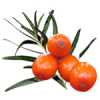 1L Seabuckthorn Infused Oil - COSMOS CERTIFIED 94.1% Organic