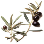 100 ml Olive Extra Virgin Certified Organic Vegetable Oil - ACO 10282P