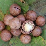 100 ml Macadamia Refined Certified Organic Vegetable Oil - ACO 10282P