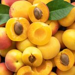 17mL Apricot Kernel Virgin Certified Organic Vegetable Oil