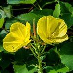 17mL Evening Primrose Oil-Virgin Certified Organic Vegetable Oil