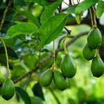 100mL Avocado Virgin Certified Organic Vegetable Oil