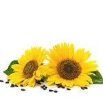 17 ml Sunflower Virgin Certified Organic Vegetable Oil - ACO 10282P                                 