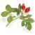 17 ml Rosehip (Rosa eglanteria) Certified Organic Vegetable Oil - ACO 10282P                        