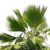 1 Kg Palm Certified Organic Vegetable Oil - ACO 10282P