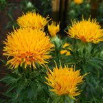1 LT Safflower Oil - Linoleic Type Certified Organic Vegetable Oil - ACO 10282P
