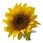 1 LT Sunflower Virgin Certified Organic Vegetable Oil - ACO 10282P