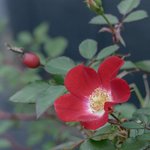 500 ml Rosehip (Rosa eglanteria) Certified Organic Vegetable Oil - ACO 10282P