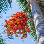 5kg Palm Certified Organic Vegetable Oil